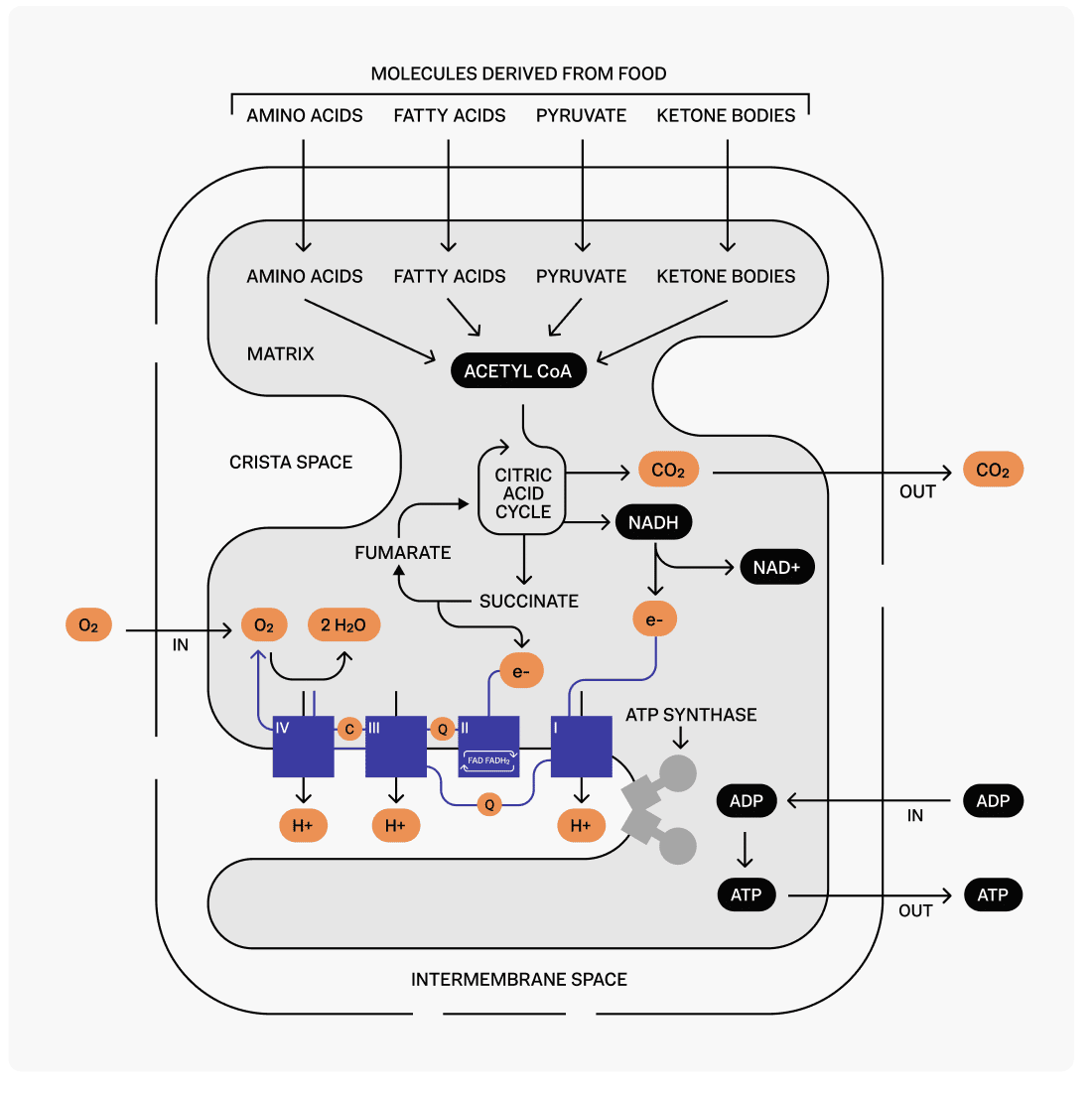 Cell diagram showing mitochondria producing cellular energy through metabolic processes and biomarker pathways